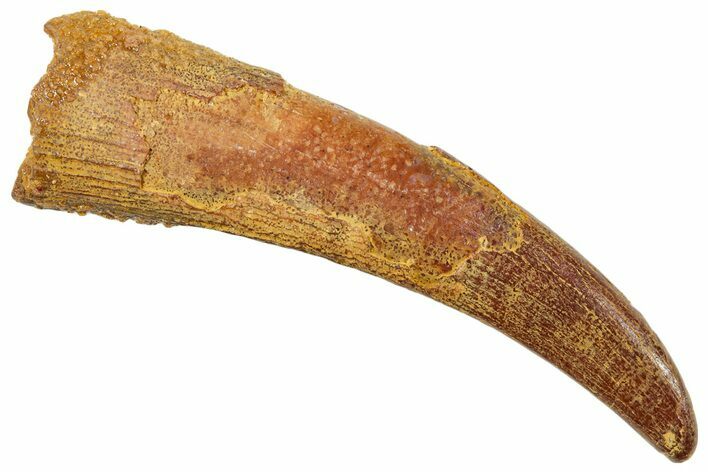 Fossil Pterosaur (Siroccopteryx) Tooth - Morocco #259785